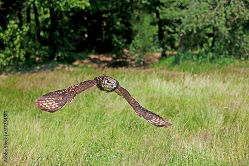 HIBOU GRAND DUC DU CAP bubo capensis