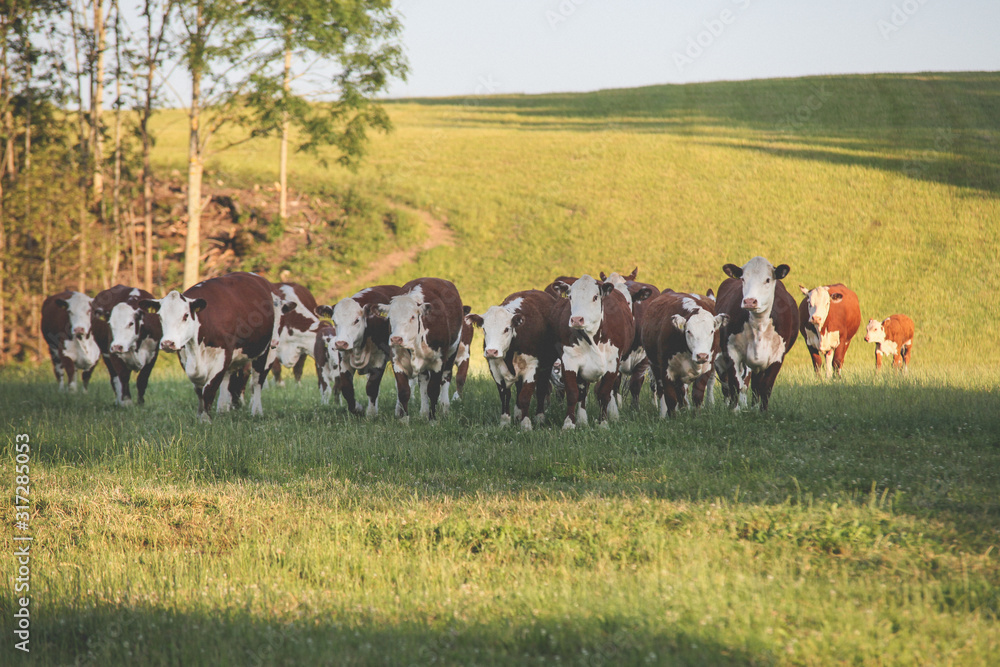 herd of cows in field