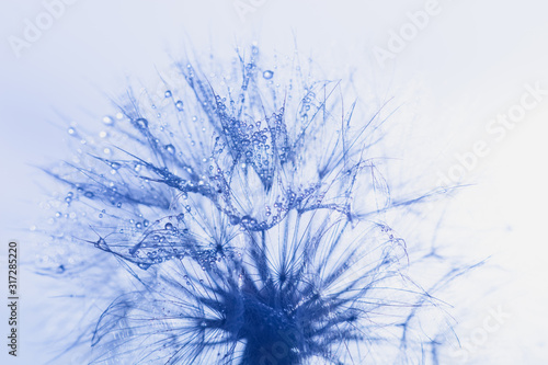 Beautiful dew drops on a dandelion seed macro.