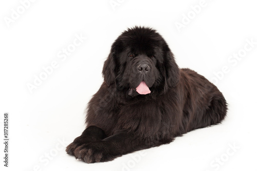 Black newfoundland dog in studio