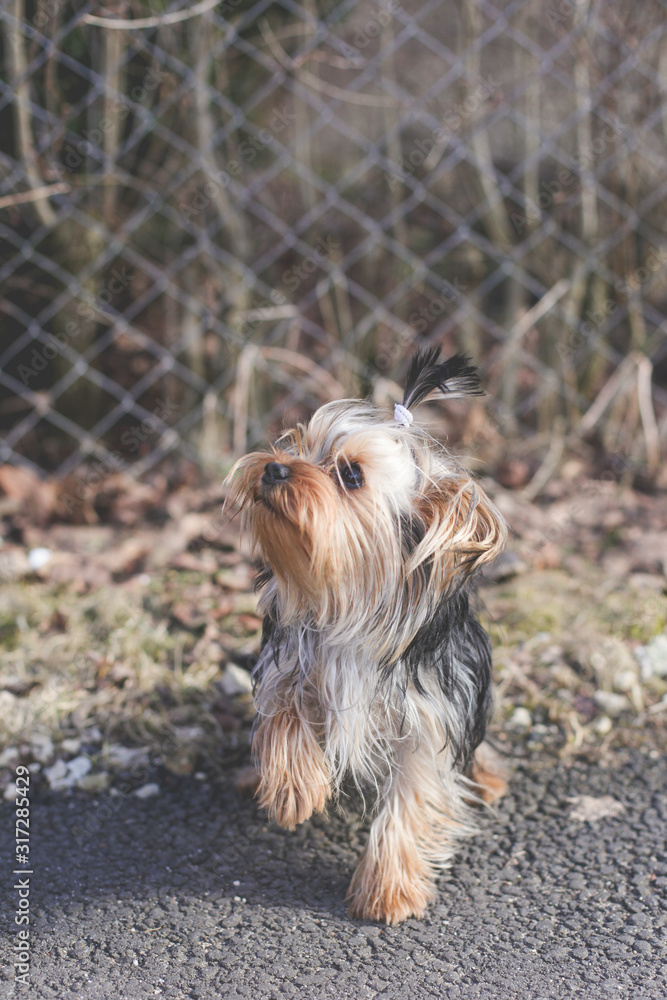 yorkshire terrier spring outdoors
