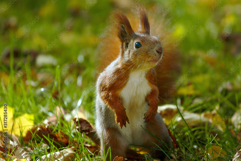 Red squirrel in the parkland is hunting on nuts Red squirrel in the parkland is hunting on nuts