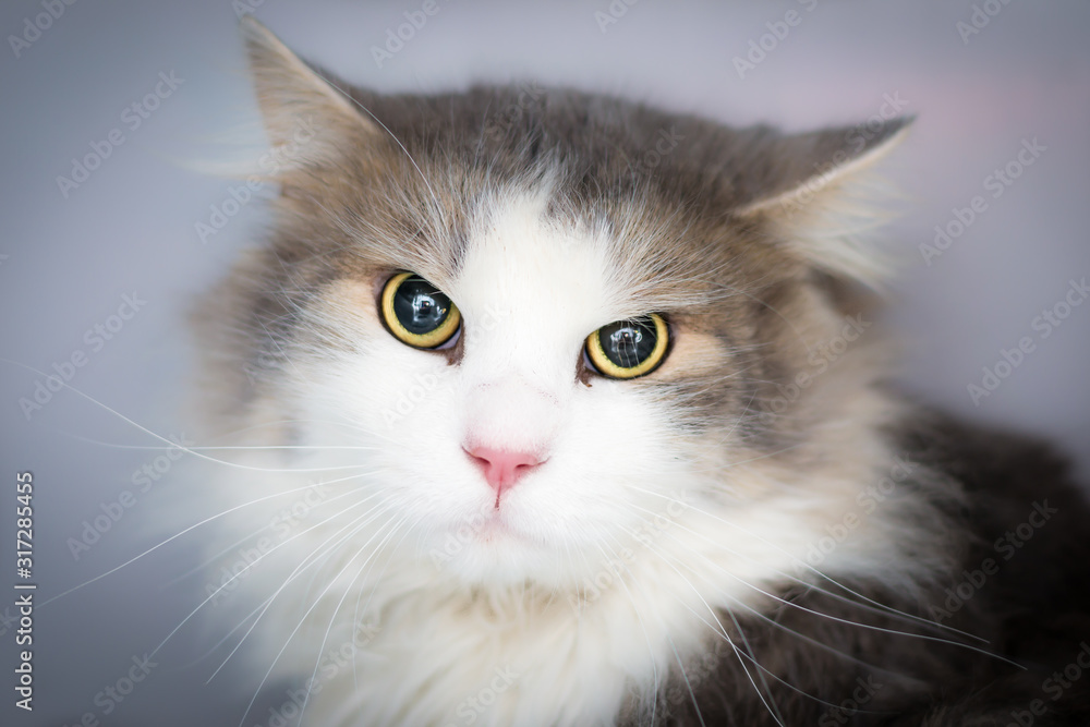 portrait of a domestic longhair cat