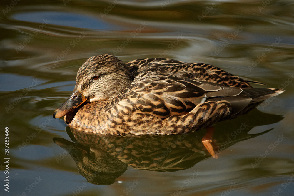 The grey duck is floating on the park lake The grey duck is floating on the park lake