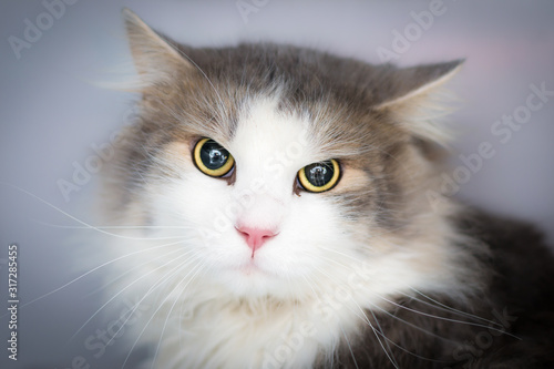 portrait of a domestic longhair cat