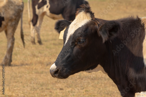 Wallpaper Mural Black pied cow, in the thailand, standing on green grass in a meadow pasture. Torontodigital.ca