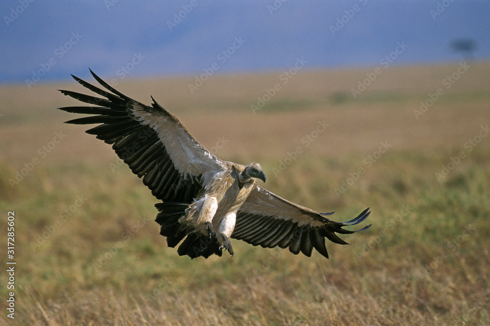 VAUTOUR AFRICAIN A DOS BLANC gyps africanus VAUTOUR AFRICAIN A DOS BLANC gyps africanus