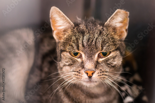 portrait of a domestic shorthair cat with the ear cropped and positive to feline coronavirus infection, feline immunodeficiency virus infection and renal failure
