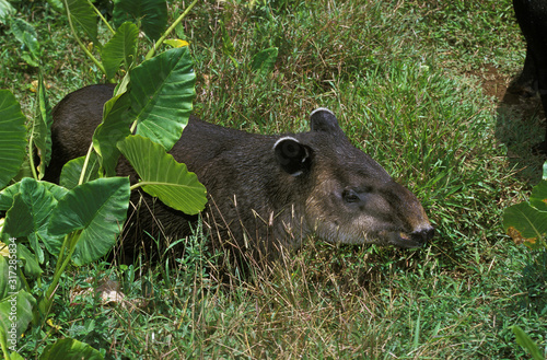 TAPIR DU BRESIL tapirus terrestris