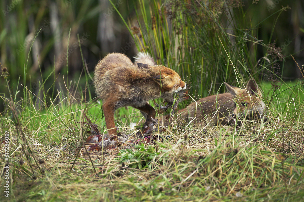Fototapeta premium RENARD ROUX vulpes vulpes