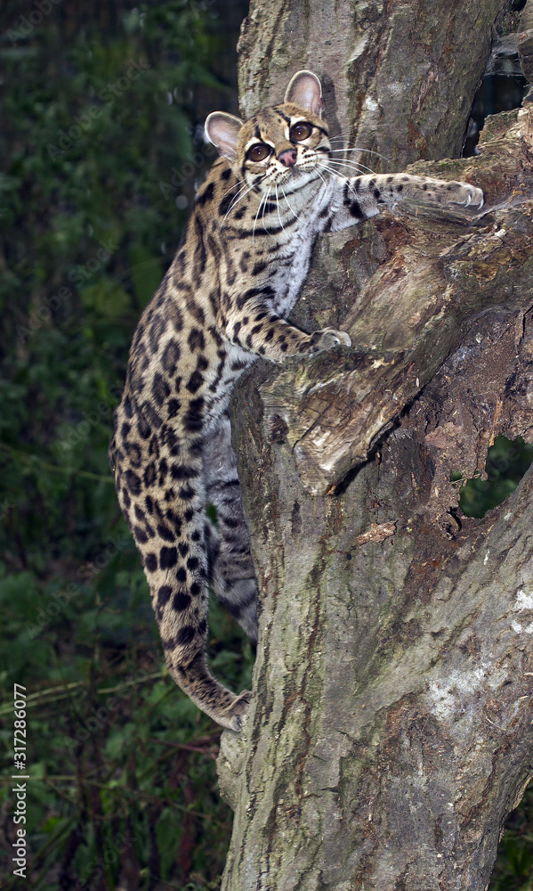 Naklejka premium MARGAY leopardus wiedi