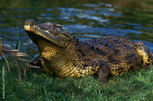 CROCODILE DU NIL crocodylus niloticus © slowmotiongli