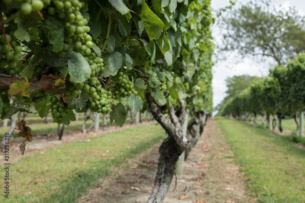 wineyard scenery