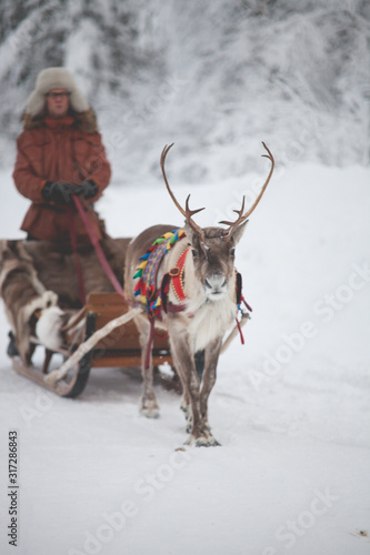 reindeer in lapland with sled