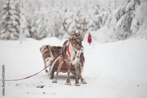 reindeer and sled in Rovaniemi