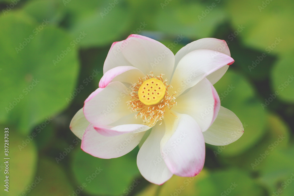 Obraz premium light pink waterlilly