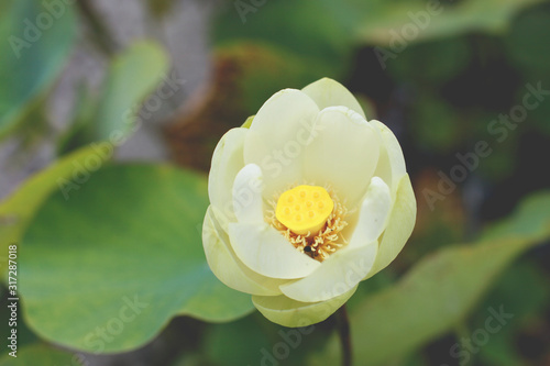 yellow waterlilly