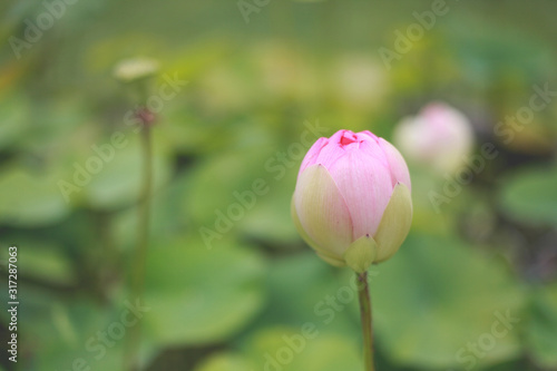 pink waterlilly