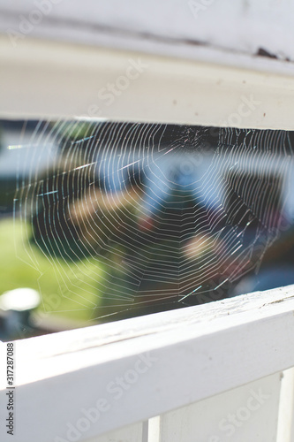 spider web summer