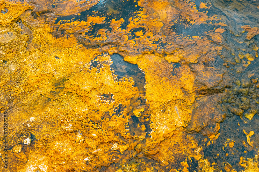 Colorful bands of thermophilic bacteria in Yellowstone National Park, Wyoming