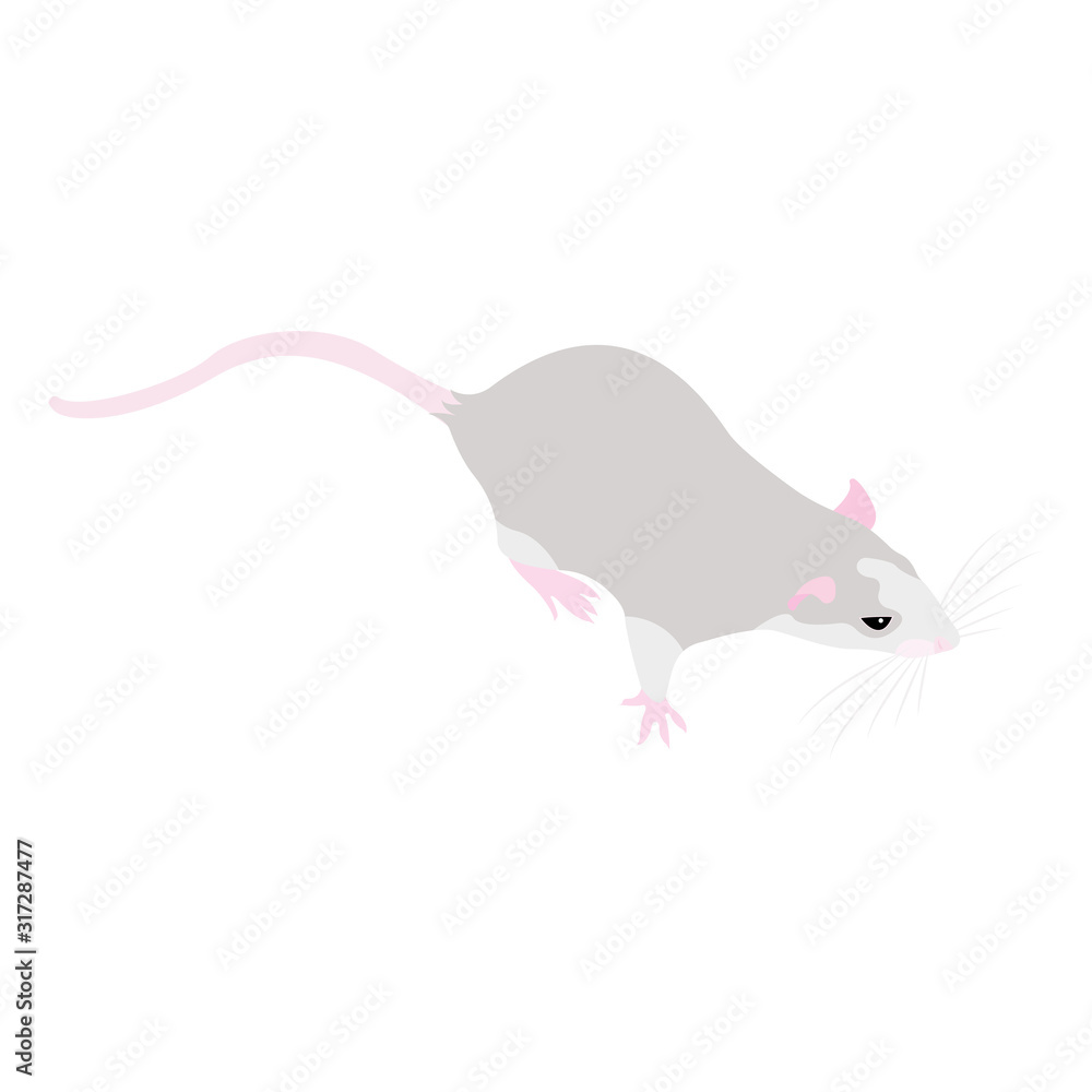 Obraz premium Pet cute Rat. cute Decorative rat. Domestic rat on a white background