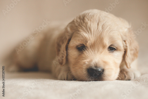 sleepy golden puppy
