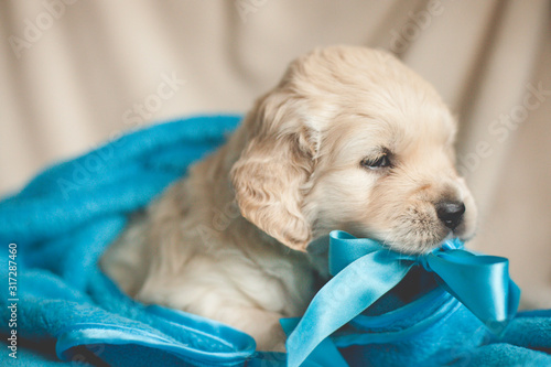 golden retriever puppy bite bow