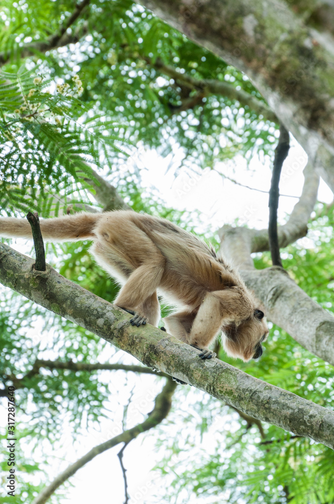 Black Howler female climbing some tree branches Black Howler female climbing some tree branches