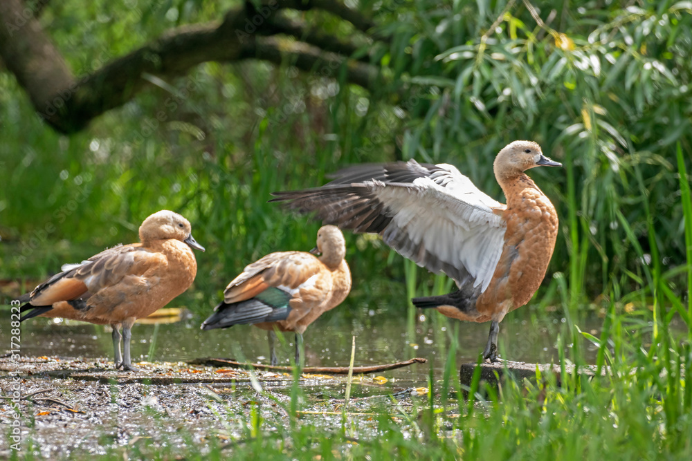 Ruddy Shelduck in the natural habitat. The ruddy shelduck (Tadorna ferruginea), known in India as the Brahminy duck, is a member of the family Anatidae. Ruddy Shelduck in the natural habitat. The ruddy shelduck (Tadorna ferruginea), known in India as the Brahminy duck, is a member of the family Anatidae.