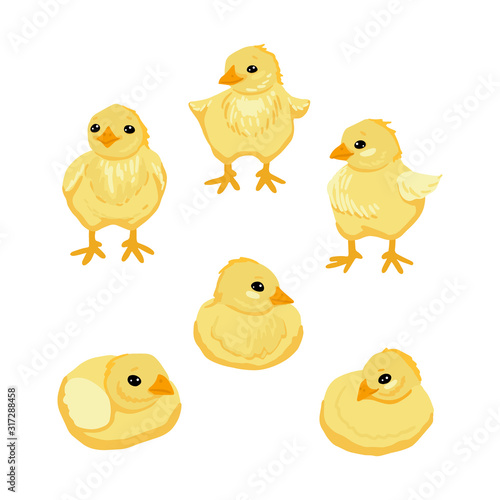 Set of little chickens. Sleeping, standing and sitting chickens. Vector cartoon illustration