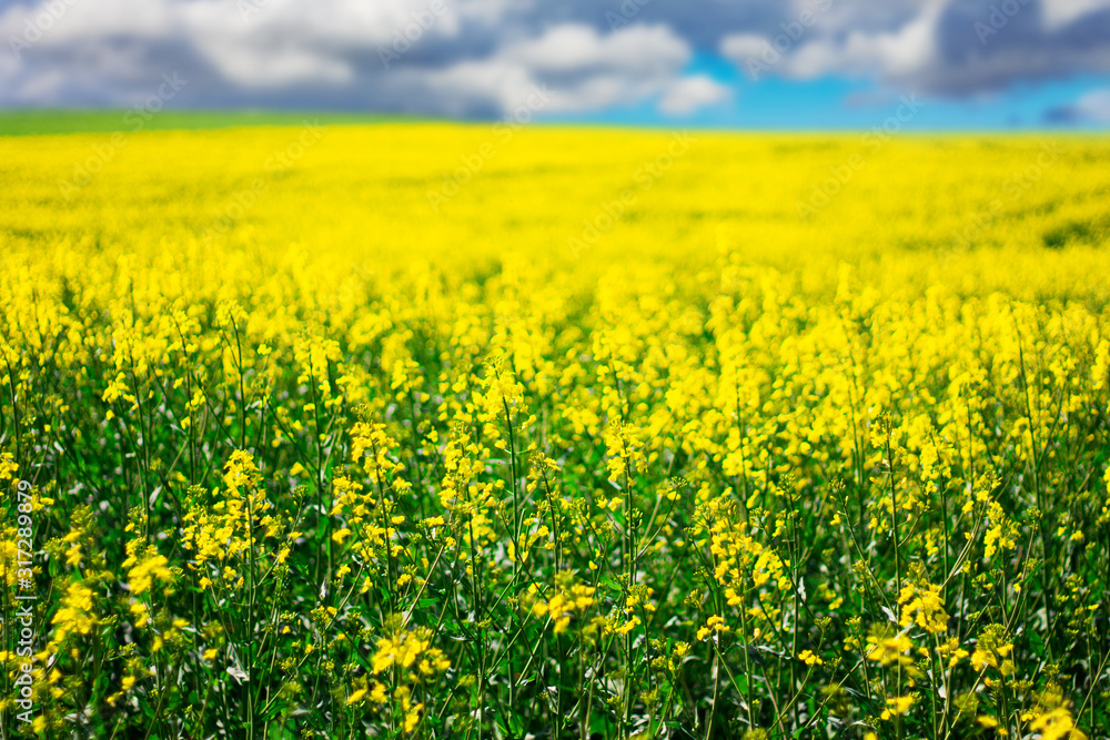 Rapseed Field with Blue Sky and Clouds on Blurred Background. Oilseed Meadow. Rapseed Field with Blue Sky and Clouds on Blurred Background. Oilseed Meadow.