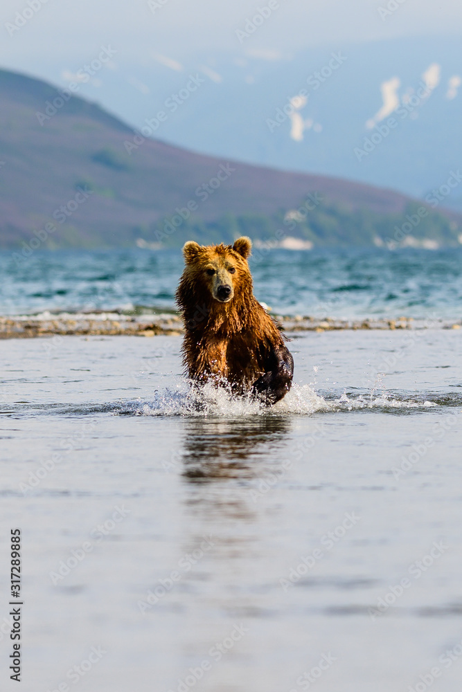 Ruling the landscape, brown bears of Kamchatka (Ursus arctos beringianus) Ruling the landscape, brown bears of Kamchatka (Ursus arctos beringianus)