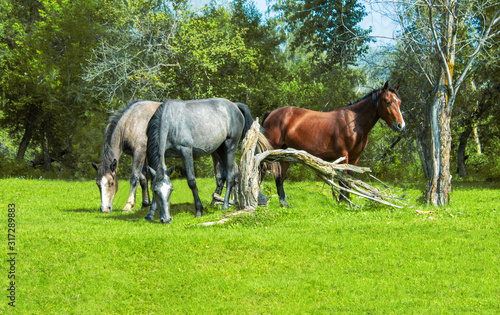 Horses graze on the lawn near the forest in sunny weather.