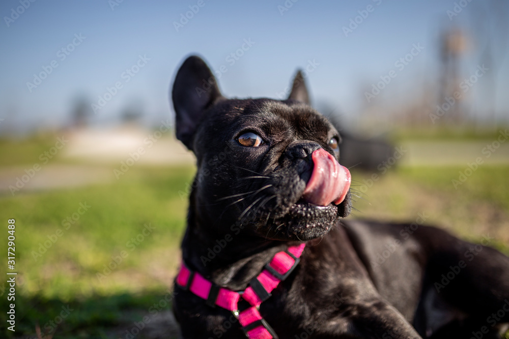 black french bulldog with his tongue out in the open park