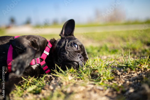 black french bulldog dog, nice lying on the grass, in the outdoor park
