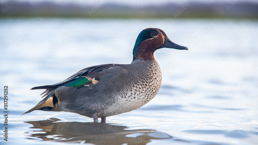Fototapeta premium Sarcelle d'Hiver
