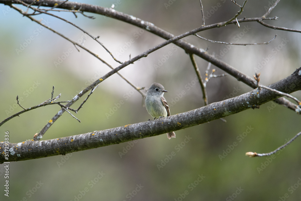 resting on a branch resting on a branch
