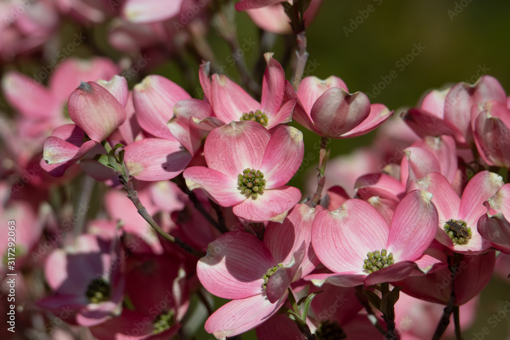 pink flowers