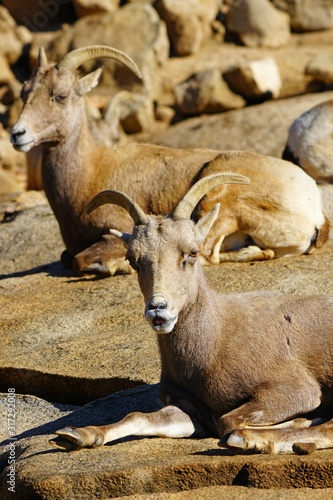 View of a desert bighorn sheep (Ovis Canadensis Nelsoni)