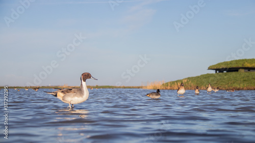 Canard Pilet