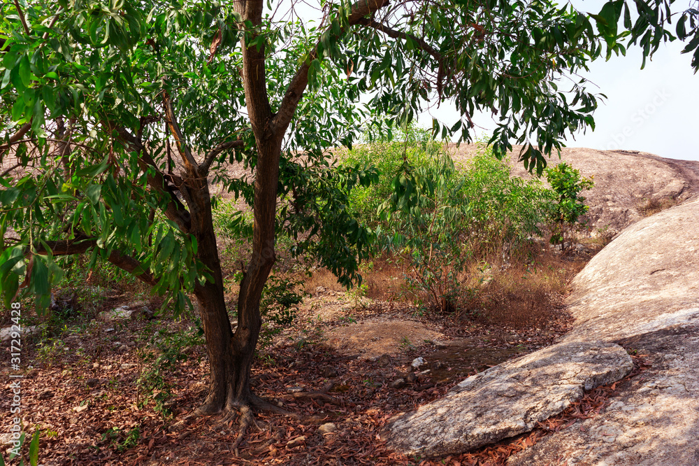 The beautiful green tree with leaves surrounded by big rocks for beautiful photo background at sunny day in Indian rural village The beautiful green tree with leaves surrounded by big rocks for beautiful photo background at sunny day in Indian rural village