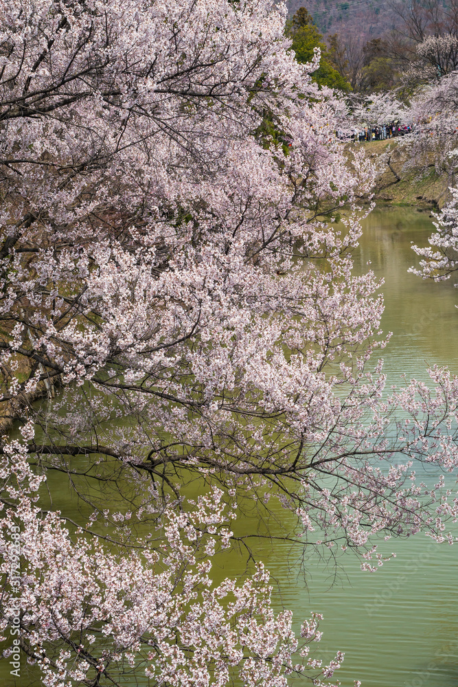 Selective focus of beautiful cherry blossom sakura festival in spring time are blooming in the garden at japan Selective focus of beautiful cherry blossom sakura festival in spring time are blooming in the garden at japan