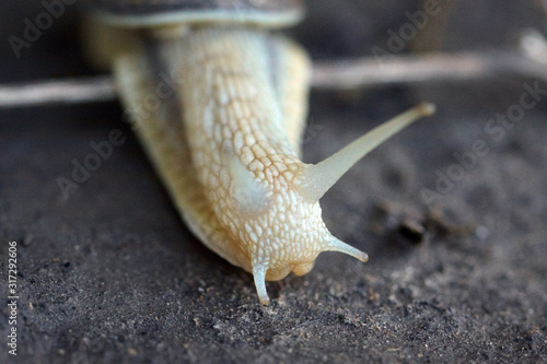 Snail crawling on a wet ground. Macro view