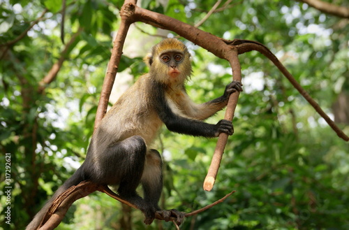 Photography Curious mona monkey at boabeng fiema monkey sancturary, ghana