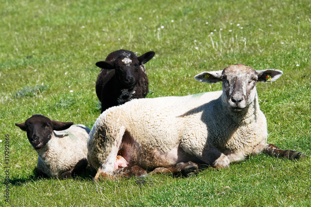 Fototapeta premium The Peninsula Nordstrand in Germany, Europe