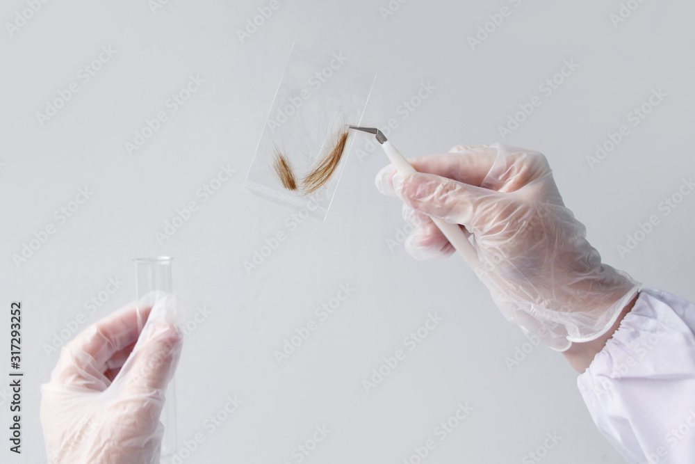 Hair Samples Lab laboratory assistant examines a hair sample, curls in a package for ...