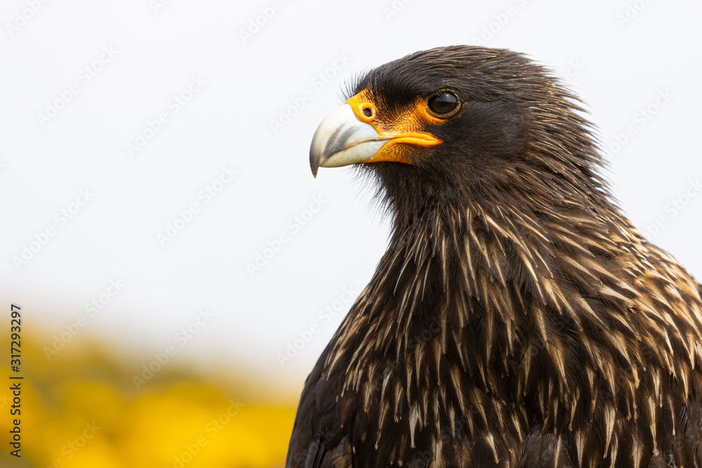 Obraz premium Falklandkararkara