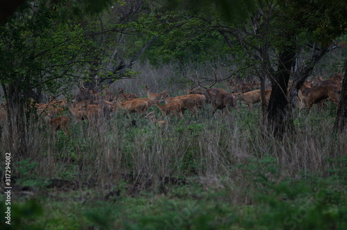 Fototapeta Naklejka Na Ścianę i Meble -  Java deer (Deer timorensis) is a type of deer that is endemic to the islands of Java, Bali and Timor (including Timor Leste) in Indonesia.