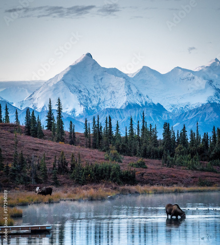 Moose under Denali