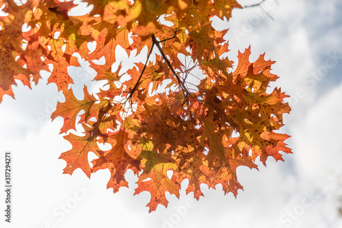 Shumard Oak leafs, Quercus Shumardii photo